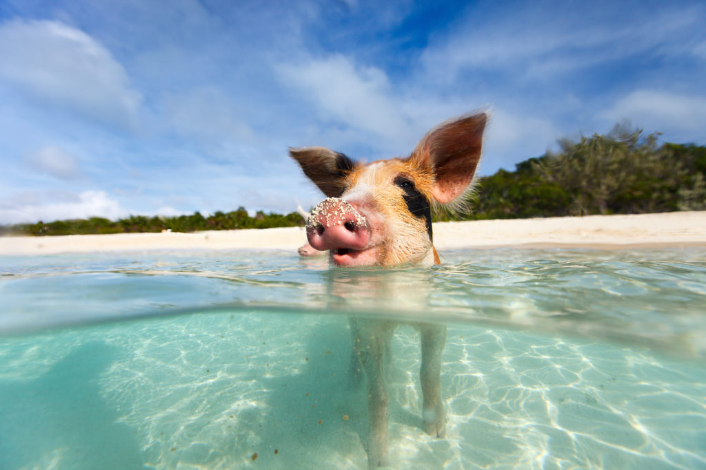 Caribbean yacht charter. Bahamas Yacht Charter, Pig on Exhumas